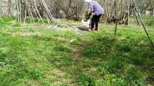 Старую плантацию малины Выкарчевываем.