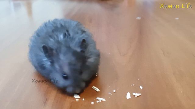 Очаровашка || Белые семечки для хомяка