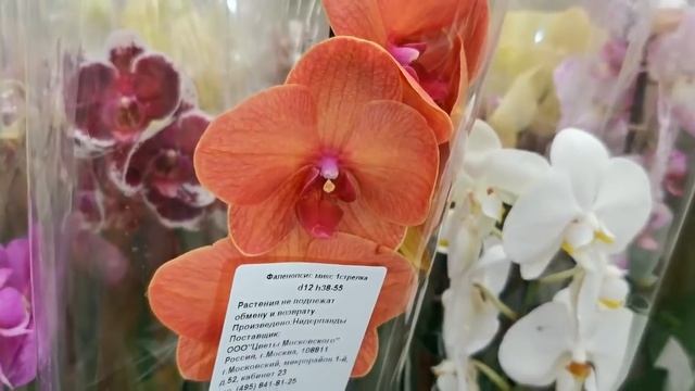 ЗАВОЗ прекрасных ОРХИДЕЙ в ЛЕРУА,ОРХИДЕИ в Ашане,10.07.20,ТЦ "Космопорт",Самара. смотреть онлайн