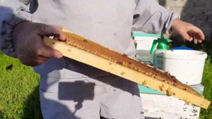 Как спасти безматочную семью. Просто и надежно подсадить матку 🐝👍