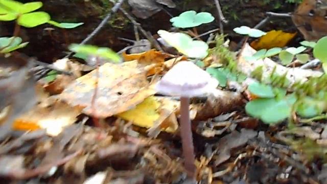 гриб / mushroom смотреть онлайн