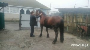 цыганские лошади Адама г. Конотоп