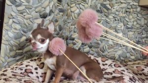 Королевский массаж для собаки. Чихуахуа Фондю балдеет!