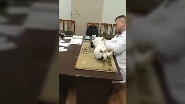 Экспертная оценка Петера Станко на Межрегиональной Уральской выставке
