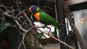 Попугаи живут дружно, муравьи работяги и фламинго…