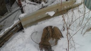 Птичка в клетке! Поймал самку фазана, которая устроила побег из вольера. Как поймать фазана?