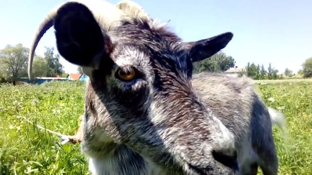 СВОЙ ДОМ В ДЕРЕВНЕ. НАШЕ ХОЗЯЙСТВО И ЖИВОТНЫЕ. КРАСОТА ПРИРОДЫ. смотреть онлайн