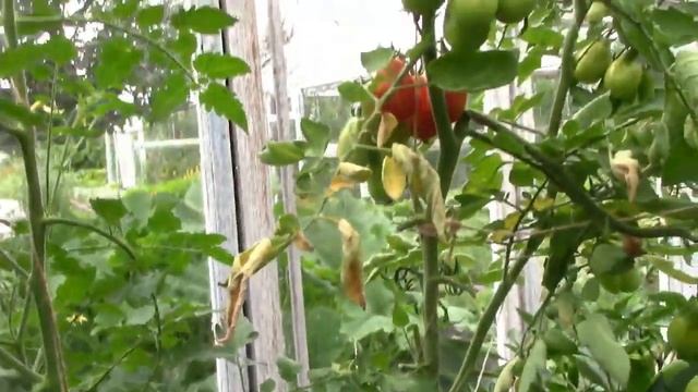 Неприхотливые Помидоры ГРУШЕВИДНЫЕ КРАСНЫЕ сорт Восторг!! смотреть онлайн