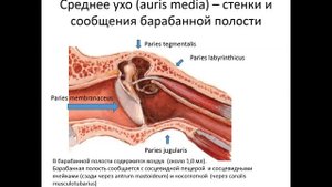 Наружное и среднее ухо.