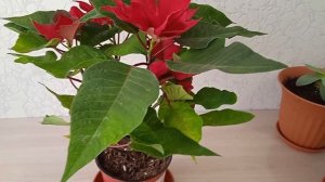 Пуансеттия красная уход после покупки пересаживать или нет цветок  #пуансеттия#пуансеттиякрасная