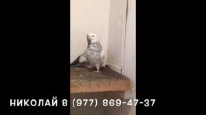 Голуби на продажу (Московские монахи, свердловские мраморного окраса и синие сплошные)