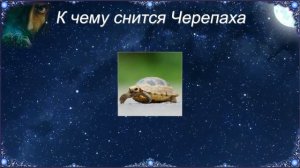 К чему снится Черепаха (Сонник)
