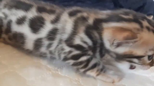 Бенгальский котенок.