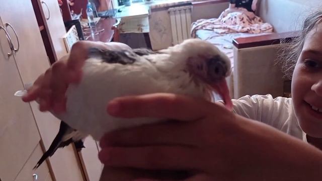 Покупки в Окее. Арчи учиться летать/Разхламление в ванной смотреть онлайн