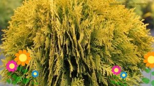 Туя западная даника голд. Краткий обзор, описание характеристик thuja occidentalis Danica Gold