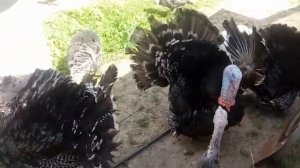 Выпустили индюков на вольный выгул