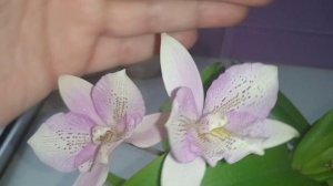 Caulocattleya Chantilly Lace Twinkle( Шантильские кружева)