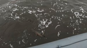 Трофейный судак на Deps Balisong Long Bill130SF. Река Кама, ноябрь. Глубоководный твичинг