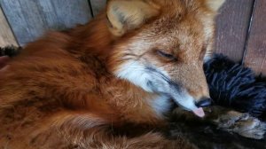 Лиса Василиса великолепная копательница ? Lisa the Digging Fox