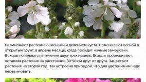 Сидальцея растет на любых почвах