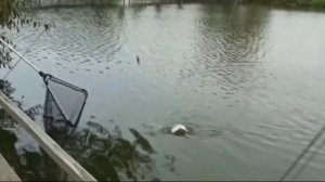 Поимка форели на бомбарду  в Юсупово