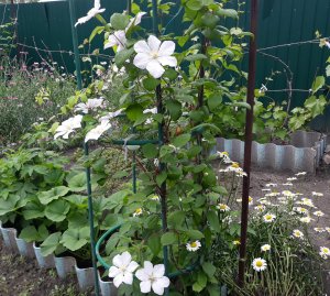 Опора для вьющихся растений.