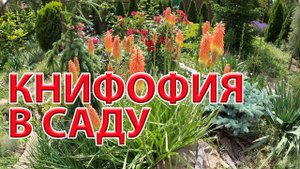 Книфофия в саду