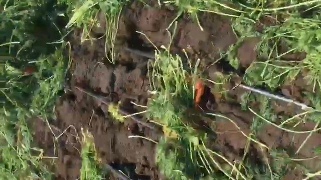 Морковь ранняя 2020 абака смотреть онлайн