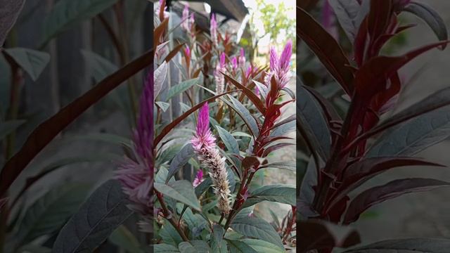 celosia1.         #jenggerayam #chickencomb