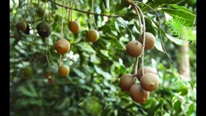 какую правду скрывают продавцы орехов макадамия !?