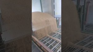 выгрузка зерна щеповозом