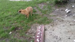 бетонная ливневка.желоб