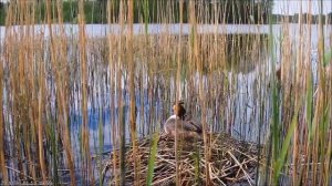 Большая лохматая поганка или чомга (Podiceps cristatus)