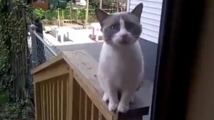 Кот пытается что-то сказать