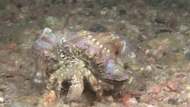 Рак отшельник с актиниями на раковине. смотреть онлайн