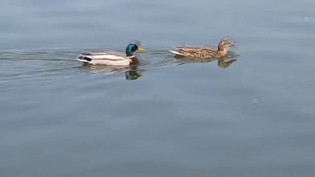 Vlog: 1 мая//Донецк\\картинг?/.\AlinkaTV смотреть онлайн