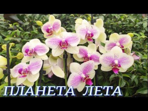 №562/ НЕВЕРОЯТНОЕ, количество КРАСИВЫХ орхидей в ПЛАНЕТА ЛЕТА. Море ХРИЗАНТЕМ.