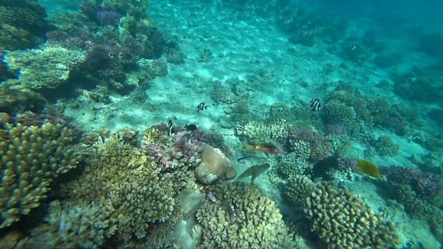 Подводный мир в Сафаге Египет 2022 смотреть онлайн