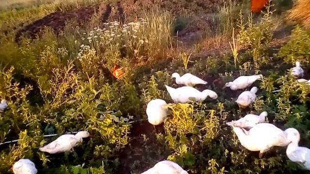 Краснодарский край Выселки анамальная жара игры поросят смотреть онлайн