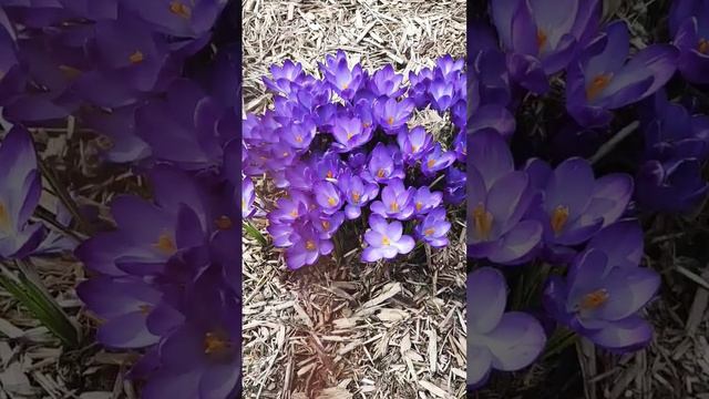 after winter flowers bloom#short#video#viral#youtubeshortvideo смотреть онлайн