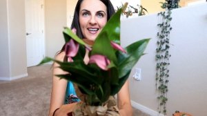 New Plant!! 💜💜💜 House Plant Shop Unboxing Purple Anthurium | Ana Andrea Xoxo