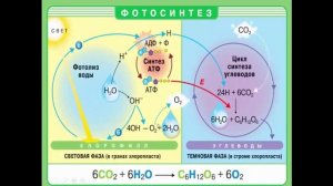 Биология 9 класс. Биосинтез углеводов. Фотосинтез. Людмила Ивановна. Profi-Teacher.ru