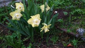 Нарцисс Авалон (Narcissus Avalon)