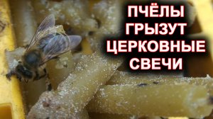 Пчёлы грызут церковные свечи и строят из них соты.