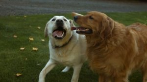 Relaxing Dog Videos & Music  治愈犬视频和放松音乐 癒し犬動画音楽　Videos de Perros Sanadores y Música Relajante 作業用BG