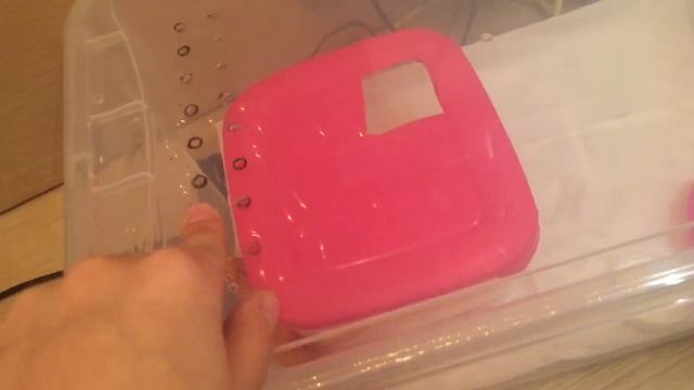 Содержание эублефаров (для новичков)
