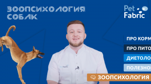 Зоопсихология собак.