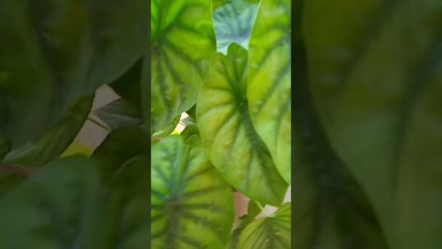 Alocasia green shield☘️