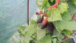 Сорт ежевики Валдо 2021