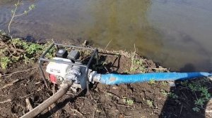 Высадил рассаду петрушки, поливаю участок мотопомпой